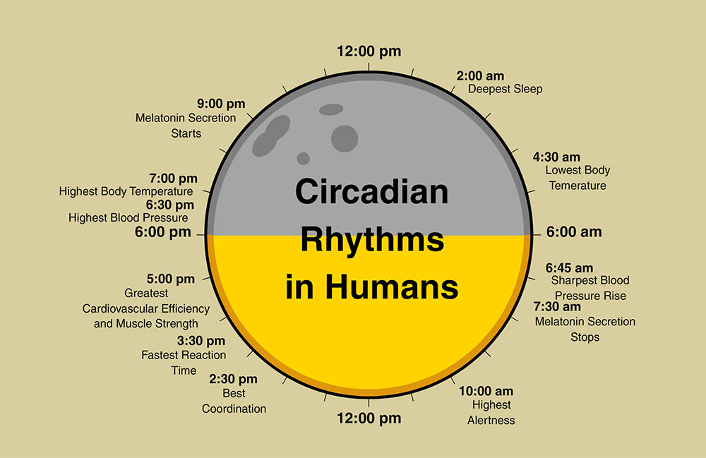 Înțelegerea ritmului tău circadian te poate ajuta să slăbești